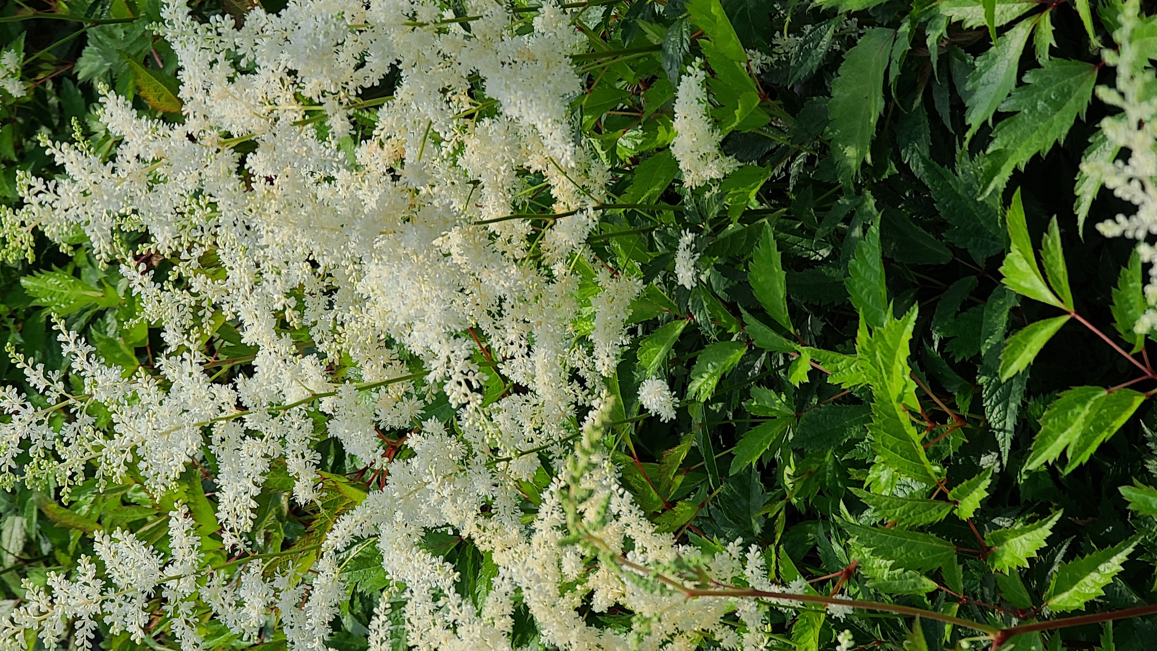 Astilbe chinensis 'Vision in White'